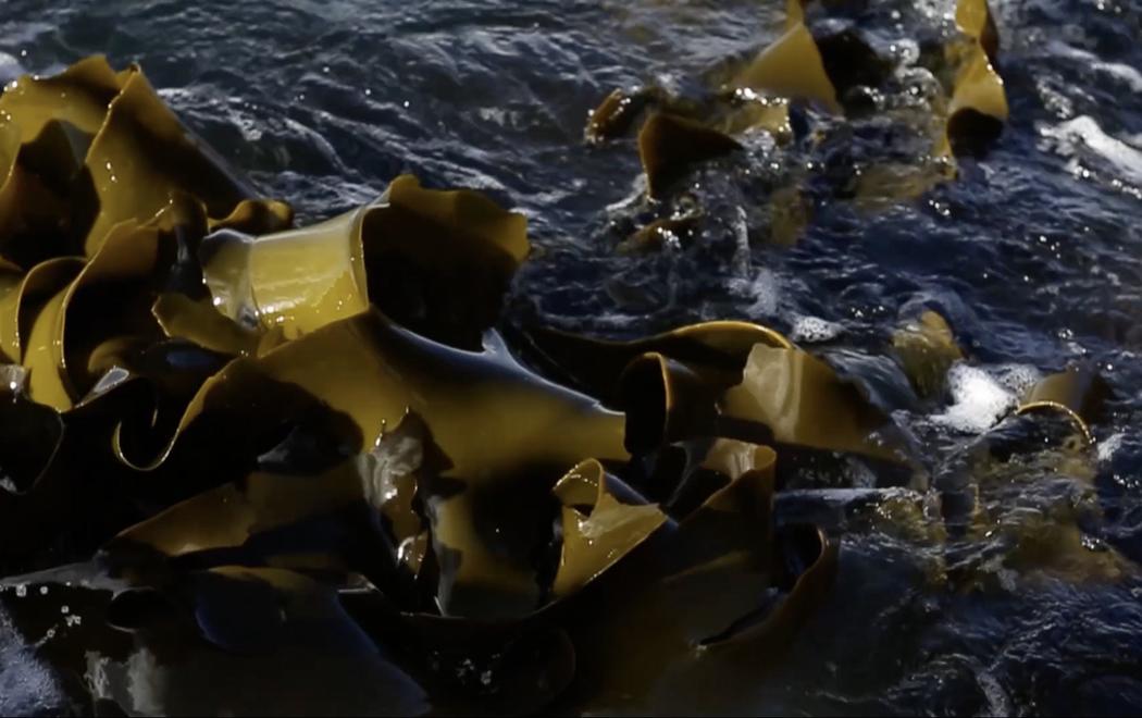 Close up of thick seaweed in the ocean