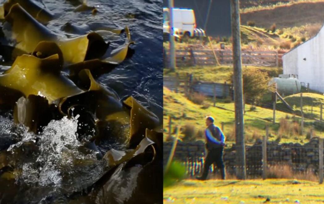 This is a composite image from two sources. At left is thick seaweed on the top of the sea, at right a man walks across a rural field with his arms clasped behind his back.